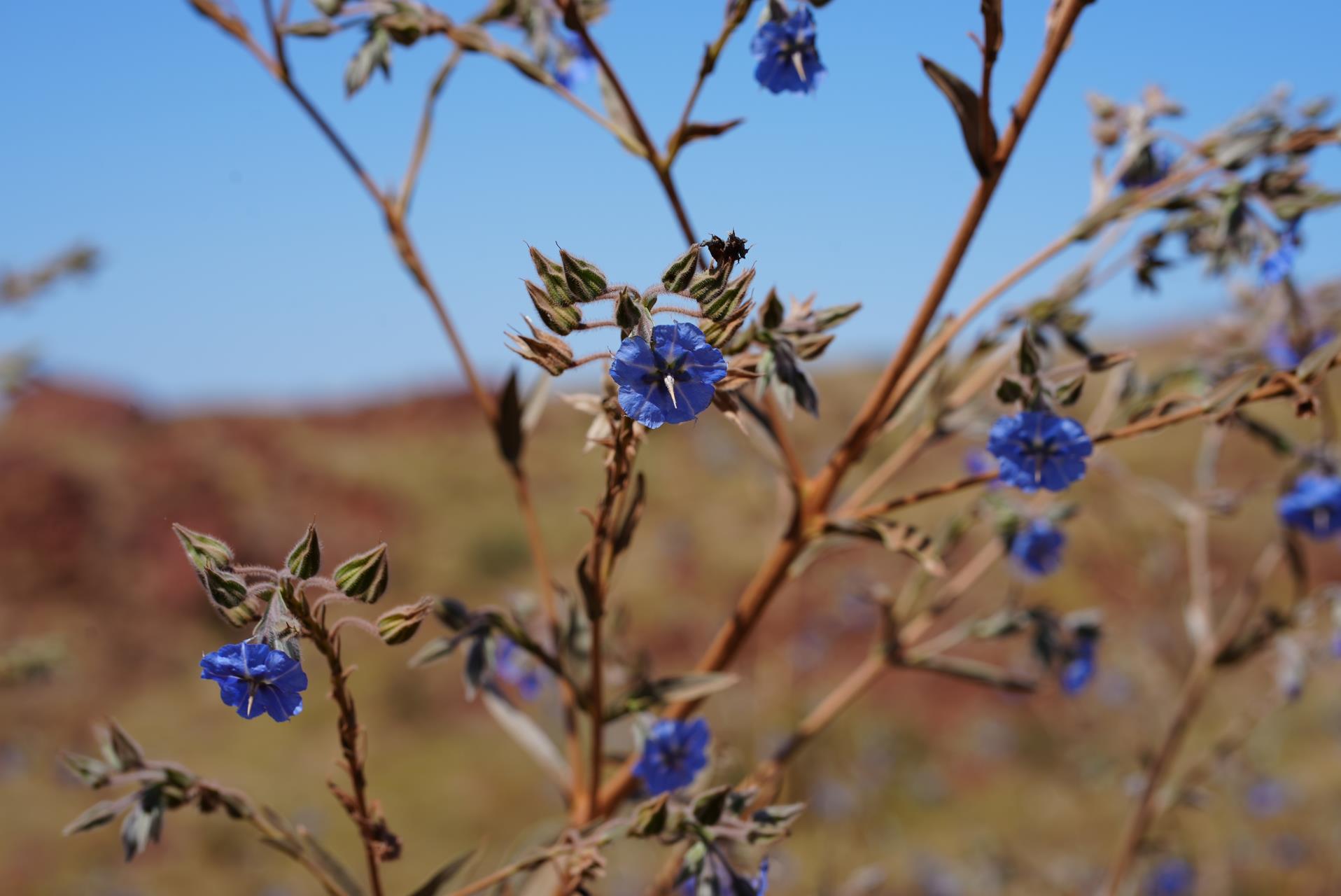Northern Bluebells growing in the Pilbara